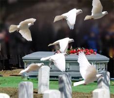 How much is it to release doves at a funeral The Benefits Of Doves For Funerals Seattle White Doves
